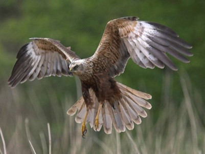 RSPB Blacktoft Sands